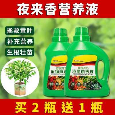 夜来香营养液专用肥料夜来香营养液花肥盆栽绿植水培植花卉通用型