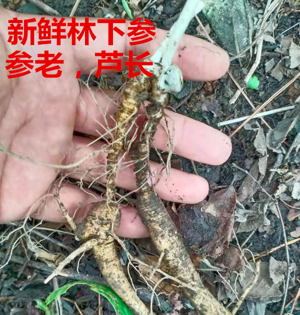 长白山野山参林下山参 新鲜 现挖 20-25年老籽货 泡酒炖汤人参