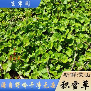 积雪草新鲜中草药晒干中药材无硫雷公根崩大碗连钱草破铜钱草凉茶