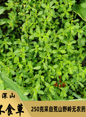 深山新鲜鹅不食草饿不食草鹅不吃草中药材食胡荽满天星汁滴鼻草药