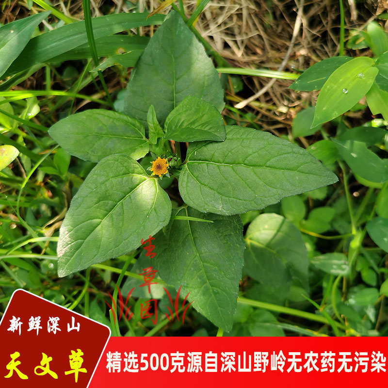 天文草新鲜深山金纽扣无硫中草药雨伞草大黄花苦草金钮扣去湿凉茶