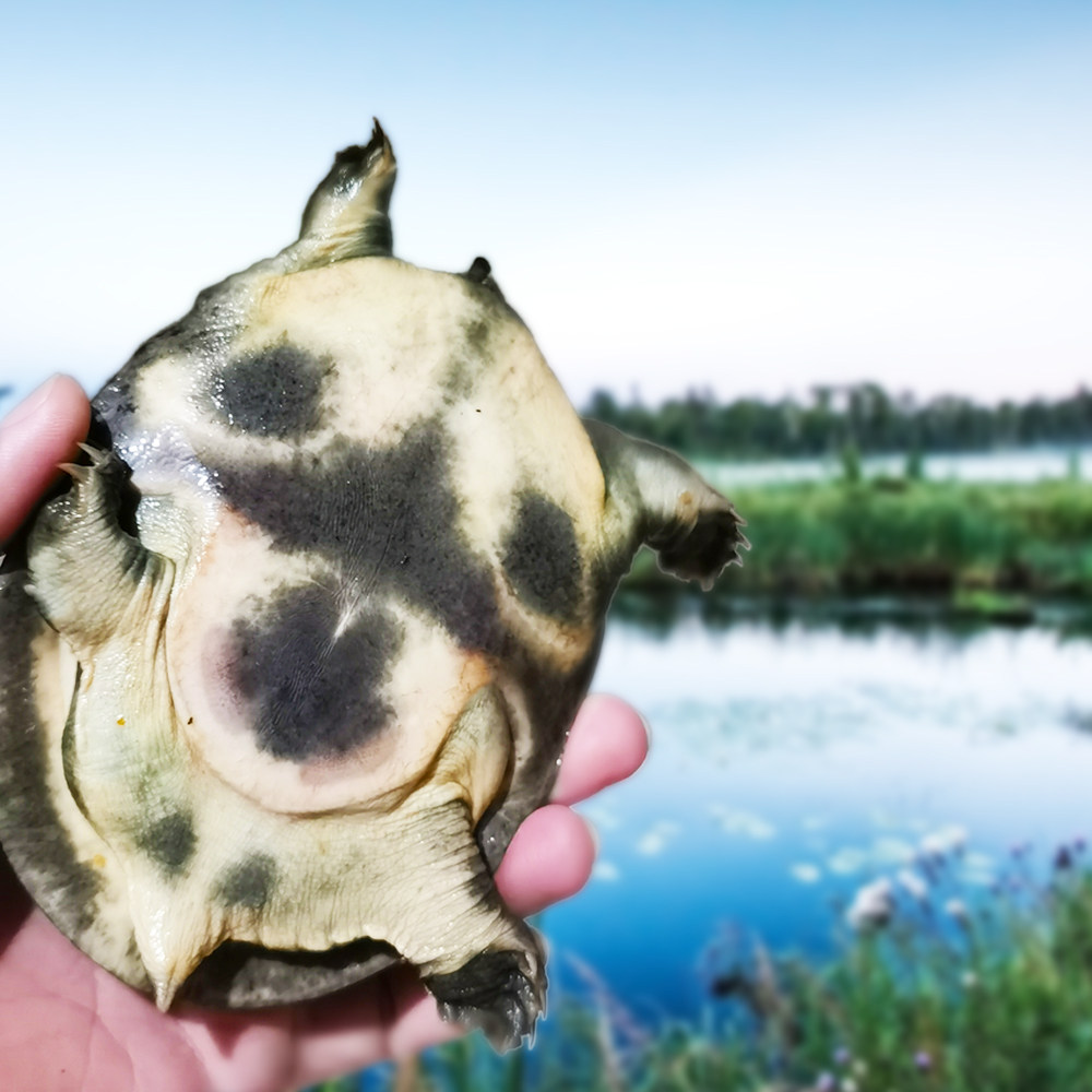 小河捕捞甲鱼团王八鳖黑肚皮非人工放养量少食用下单前先联系客服