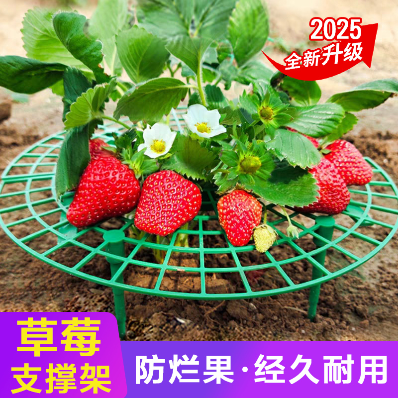 花架草莓支架太阳花托盘架子盆栽果实防倒护叶支撑架新款园艺用品