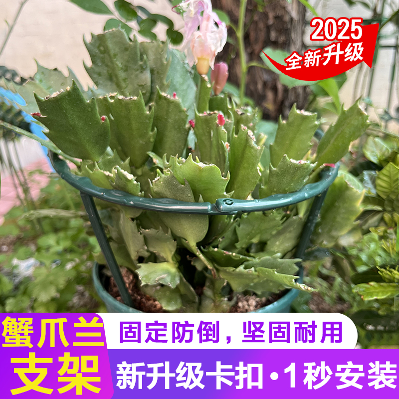 2025新款蟹爪兰支架防倒伏随意拼