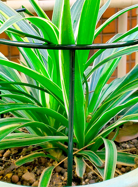 蟹爪兰支架花架子绣球蝴蝶兰支架绣球支撑杆植物固定防倒伏护叶架