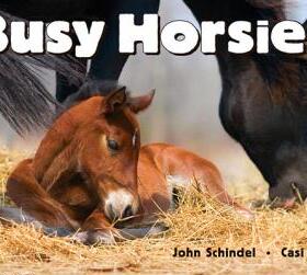 【预售】Busy Horsies