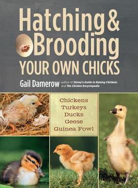 【微瑕清仓】Hatching & Brooding Your Own Chicks: Chickens