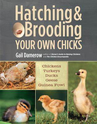 【微瑕清仓】Hatching & Brooding Your Own Chicks: Chickens
