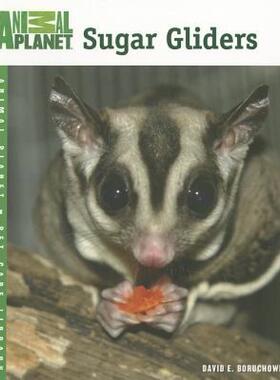 【预售】Sugar Gliders