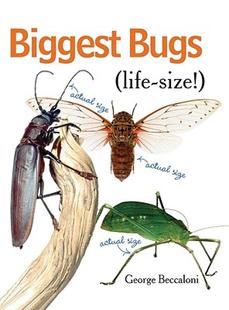Life Bugs Biggest Size 预售