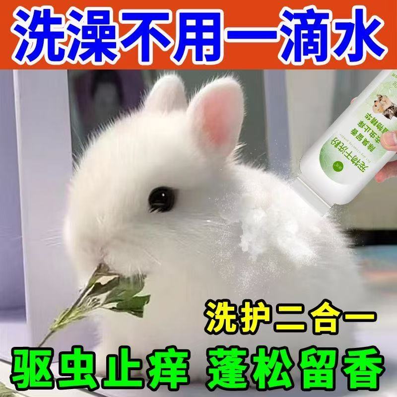 活体 宠物兔 荷兰垂耳兔 猫猫