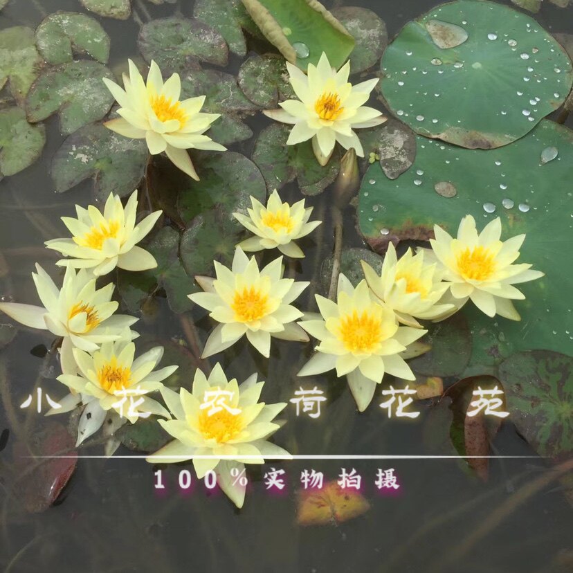 睡莲 微型睡莲四季开花 小海 迷你盆栽睡莲鱼缸水景阳台盆栽