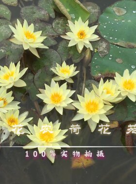 睡莲 微型睡莲四季开花 小海 迷你盆栽睡莲鱼缸水景阳台盆栽