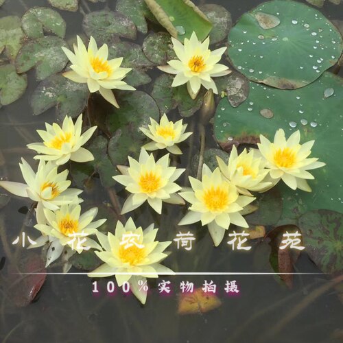 睡莲 微型睡莲四季开花 小海 迷你盆栽睡莲鱼缸水景阳台盆栽