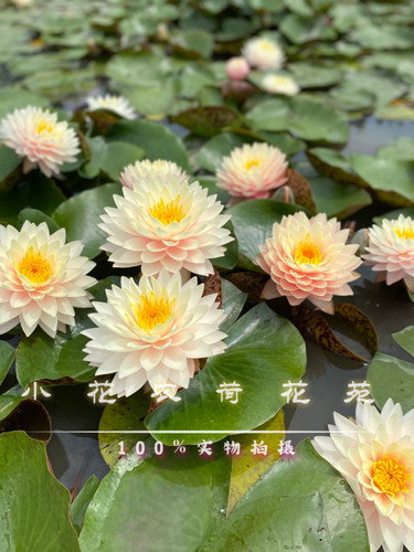 耐寒睡莲开花超多 正品莲花对版带花发货  全年开花盆种鱼缸池塘