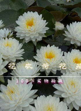 耐寒睡莲 白色夹克风 花色洁白花量大挺水 清香圆润白色夹克风