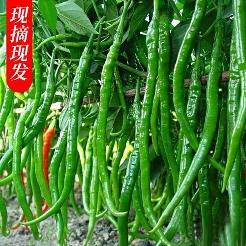 新鲜现摘线椒二荆条当季新鲜蔬菜