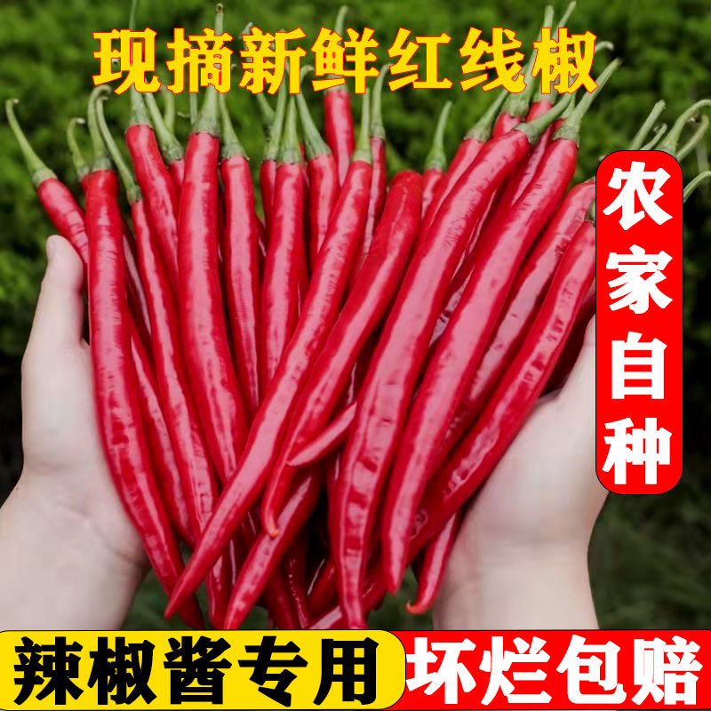 陕南秦岭高山新鲜现摘小线椒辣椒红辣椒二荆条带弯线椒当季蔬菜
