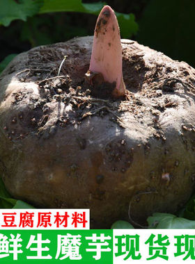 秦岭高山现挖新鲜生魔芋正宗农家自种制作魔芋豆腐原材料9斤包邮