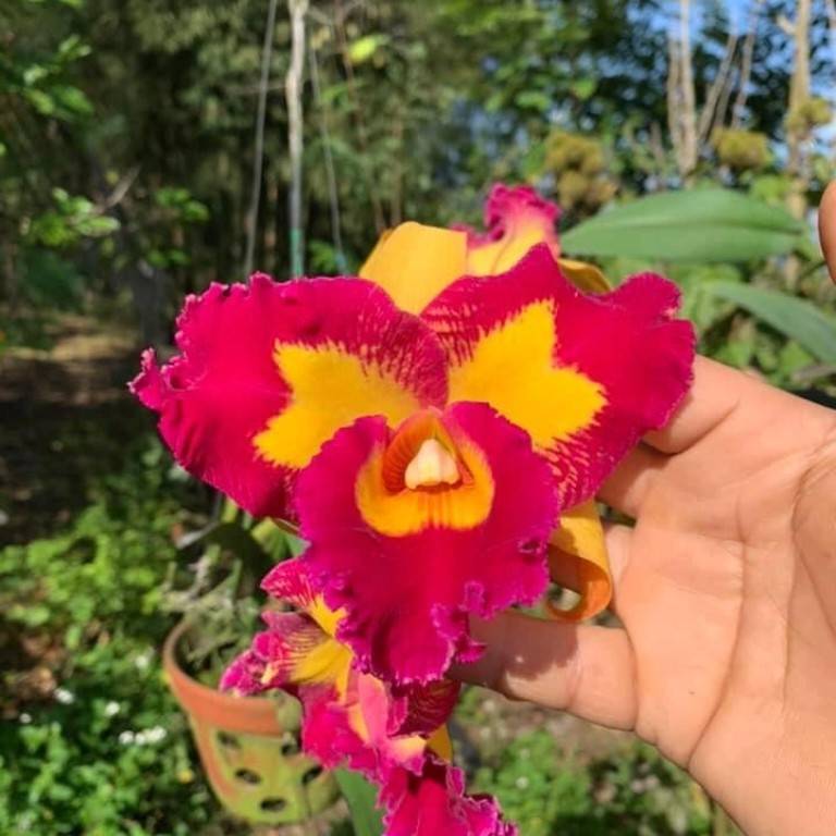 -洋兰健n卡特兰玉l-Bc.32642TawnQee 金丝猴卡 特u兰 i娇龙a康苗