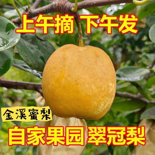 金溪蜜梨正宗黄花梨翠冠梨新鲜水果脆甜多汁当季现摘现发黄皮梨子