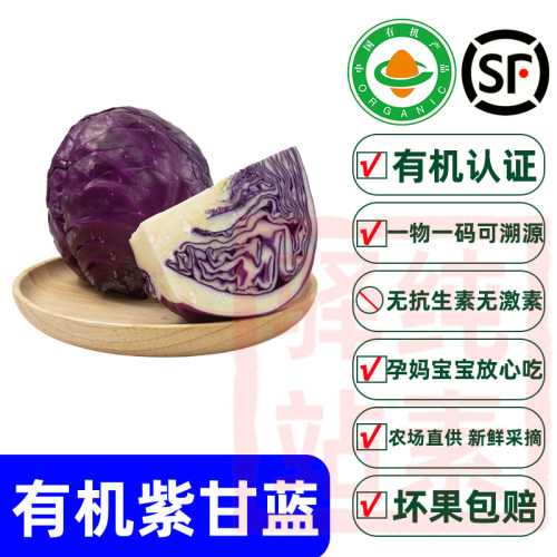 有机认证紫甘蓝生吃沙拉食材