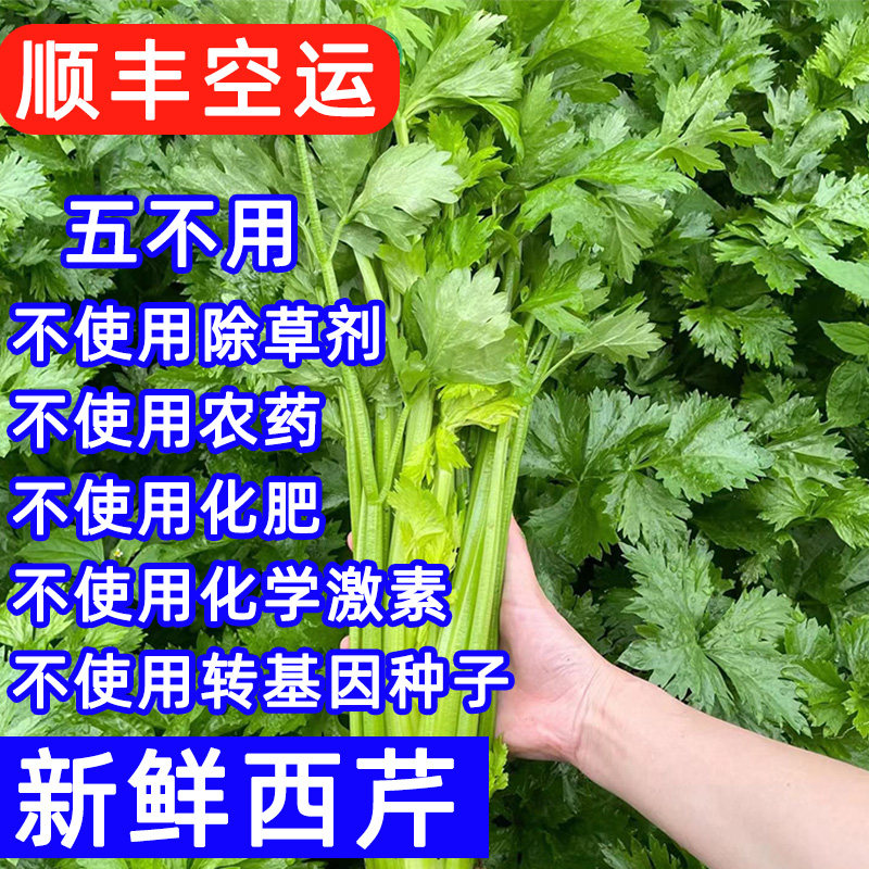 纯素高原有机种植西芹青菜