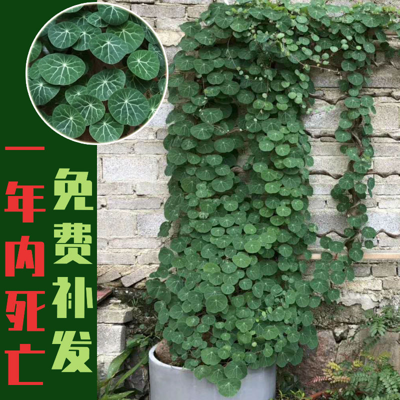 红藤山乌龟爬藤绿植物金不换观赏叶庭院盆栽室内耐阴客厅千金藤属