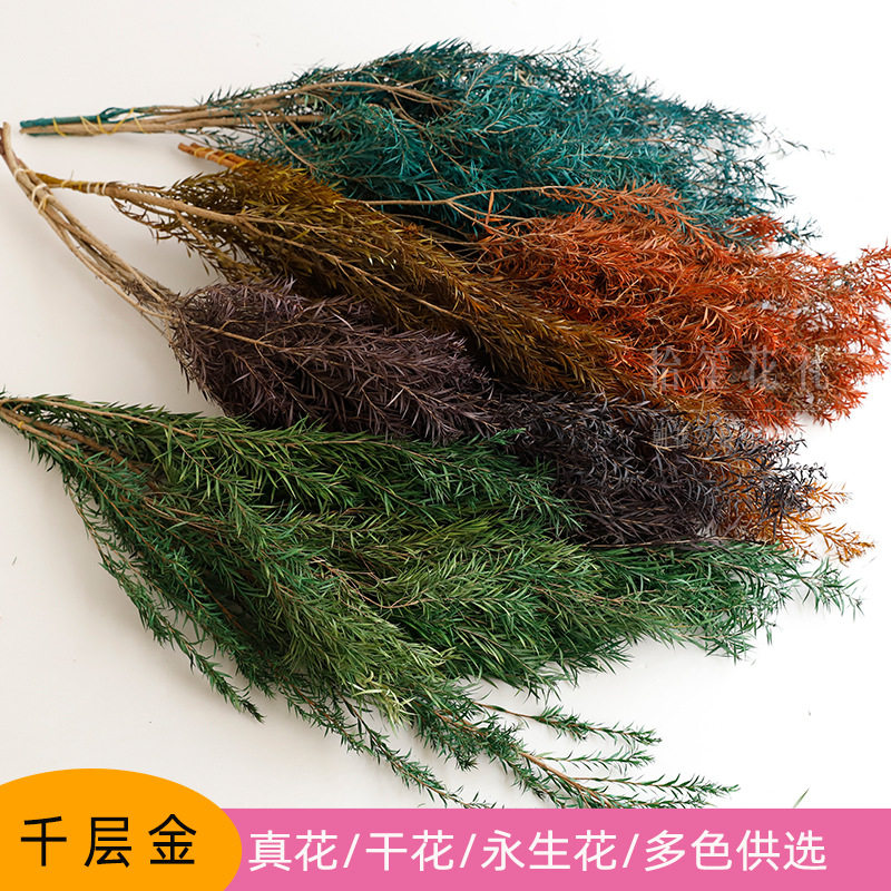 千层金干花永生花手工diy叶材婚