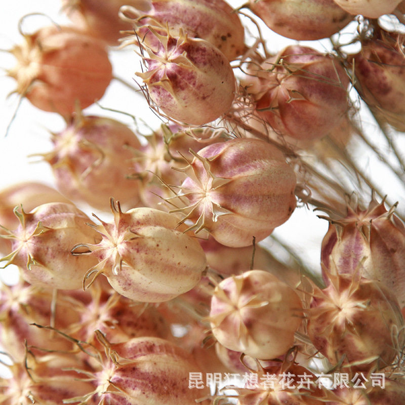 狂想者源头工厂黑种草自然干花真