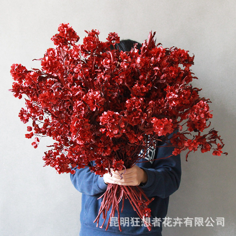 过年送礼【年宵花迎客豆】中国红