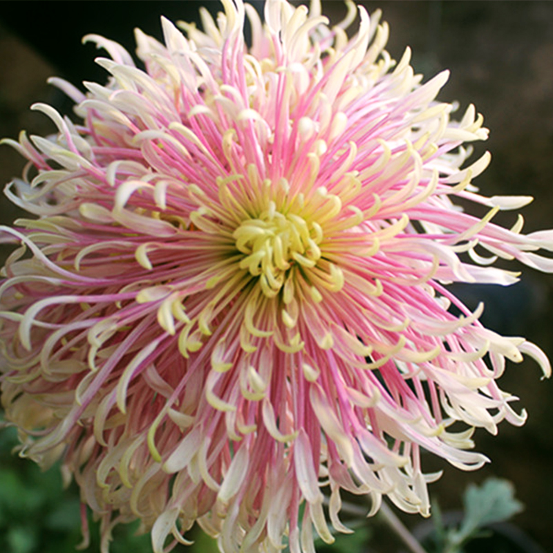 园艺进口盆栽地栽四季花卉植物