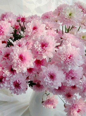 东篱园艺荷兰切花菊苗三文鱼斑纹菊爱之香槟吉姆粉多年生雏菊花苗