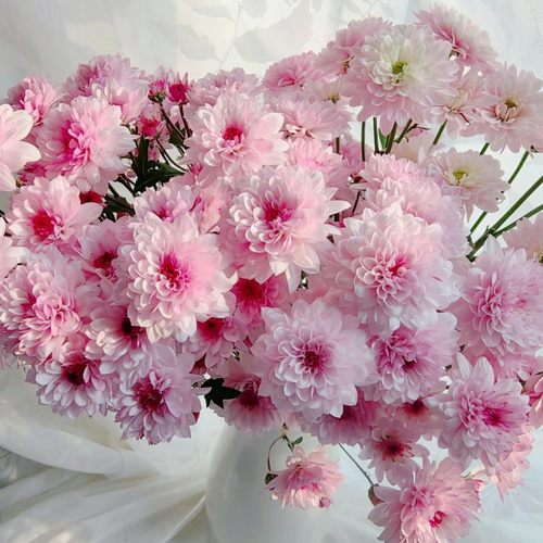 东篱园艺网红菊花雏菊三文鱼天赞