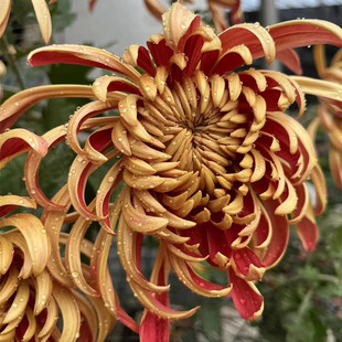 东篱园艺 大花新品 盘龙系列，金刚虎叉菊花对版盆栽地栽穴盘苗