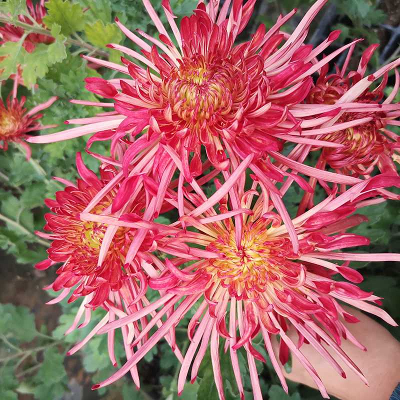 绿植园艺秋季多年生菊花苗新品