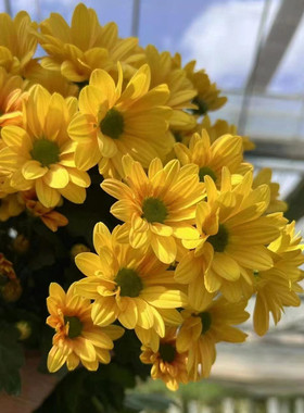 东篱园艺荷兰切花菊苗三文鱼斑纹菊爱之香槟吉姆粉多年生雏菊花苗