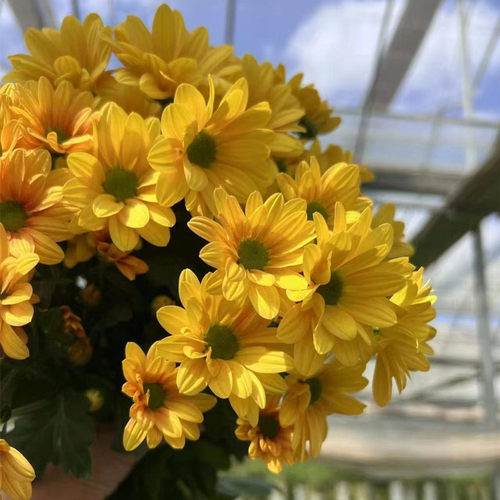 东篱园艺荷兰切花菊苗三文鱼斑纹菊爱之香槟吉姆粉多年生雏菊花苗