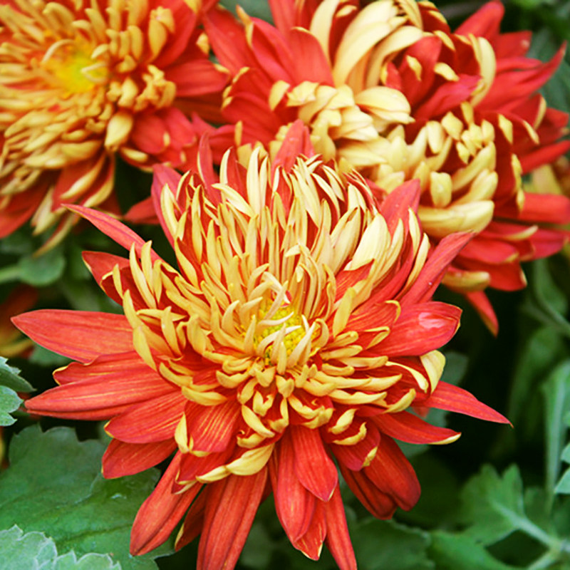 东篱园艺 金背大红 进口大花菊花苗室内外阳台盆栽耐热寒花卉植物,鲜花速递/花卉仿真/绿植园艺,时令草本花卉,淘宝优惠券,粉丝福利购,淘宝优惠卷