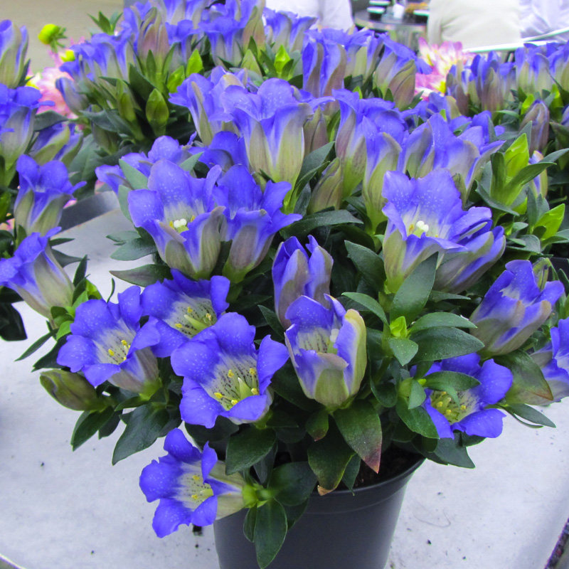 东篱园艺 多年生宿根植物龙胆花苗耐寒绿植室内盆栽植物