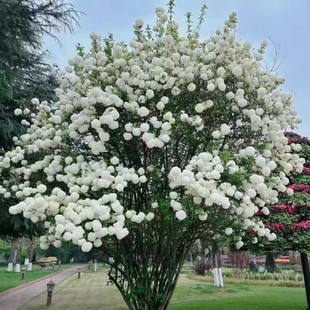 东篱园艺中华木绣球别墅庭院花卉木本绣球花苗白色斗球花树苗
