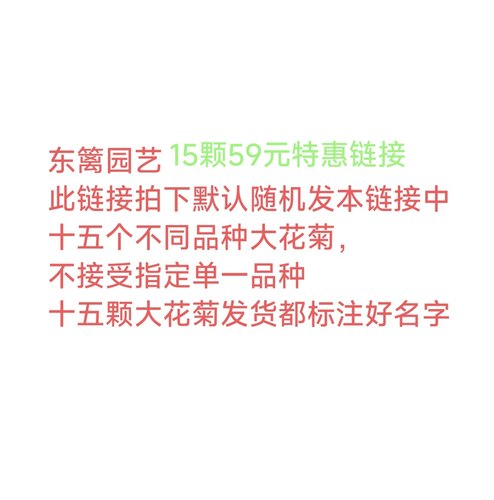 东篱园艺菊花粉面佳人墨王灰鸽盆栽地栽专拍链接
