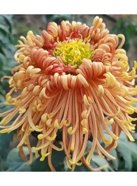 东篱园艺国菊大花秋菊庆旗墨萍多年生耐寒耐热盆栽地栽菊花苗