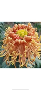 东篱园艺国菊大花秋菊庆旗墨萍多年生耐寒耐热盆栽地栽菊花苗