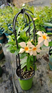 杏色飘香藤阳台，白色飘香藤，庭院都适合