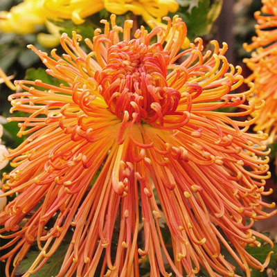 大花新品红黄中管菊花对版