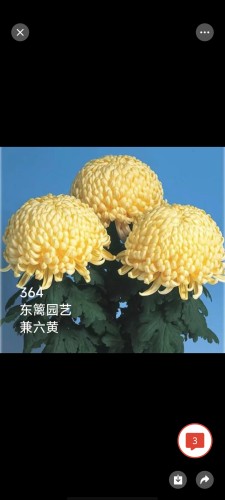 国华系列九月大菊盆栽带花苞发货室内阳台庭院好养易活