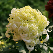 东篱园艺金光逸彩大花新品 菊花对版 盆栽地栽穴盘苗多年生阳台花卉