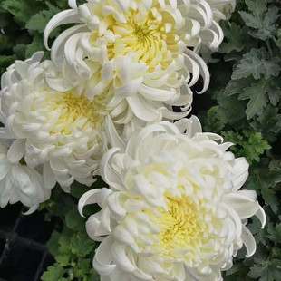 东篱园艺九天银河大花新品菊花对版盆栽地栽穴盘苗多年生阳台花卉