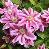 东篱园艺铁线莲鲁佩尔博士花苗阳台花园盆栽地栽庭院爬藤花卉植物